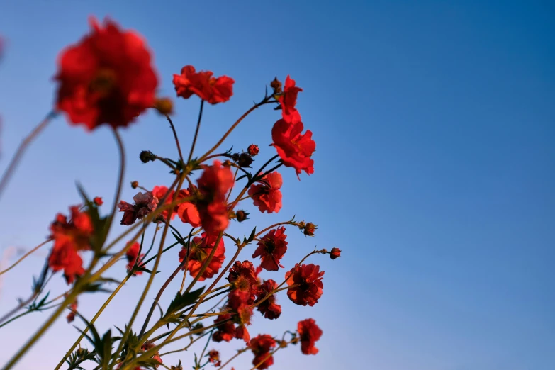 many red flowers in a clear blue sky