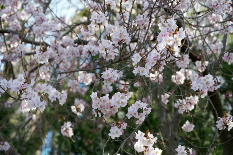 the pink flowers are blooming on the tree