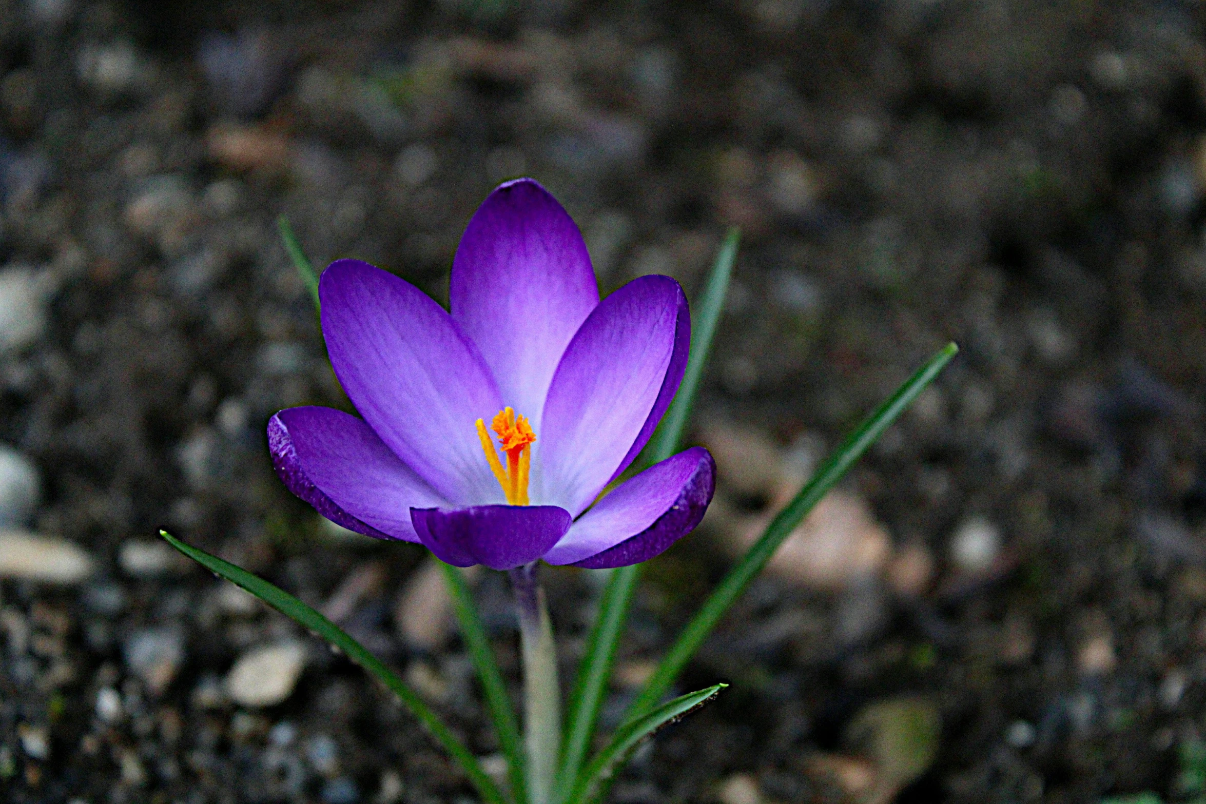 purple flower growing on top of gravel with tiny rocks behind it