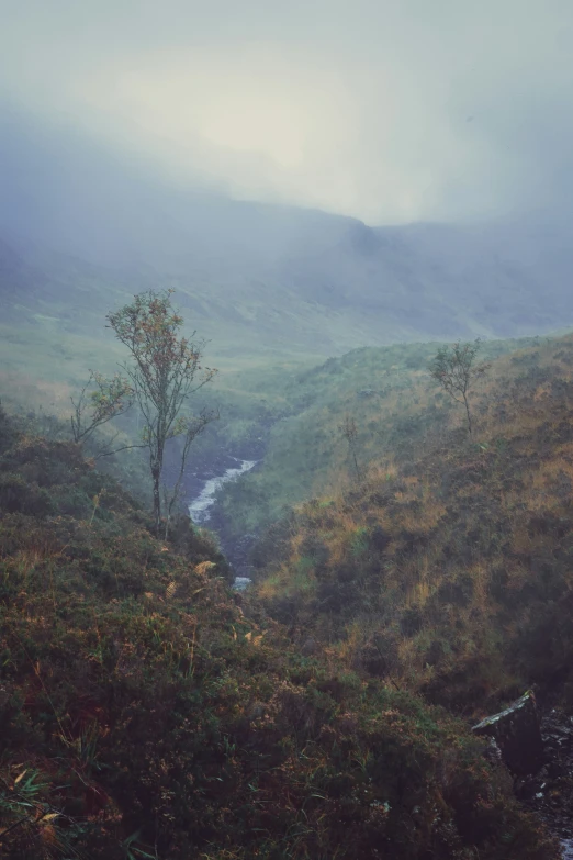 foggy mountains above the river and trees with green grass