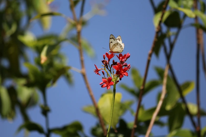 the erfly is sitting on the flower and flying