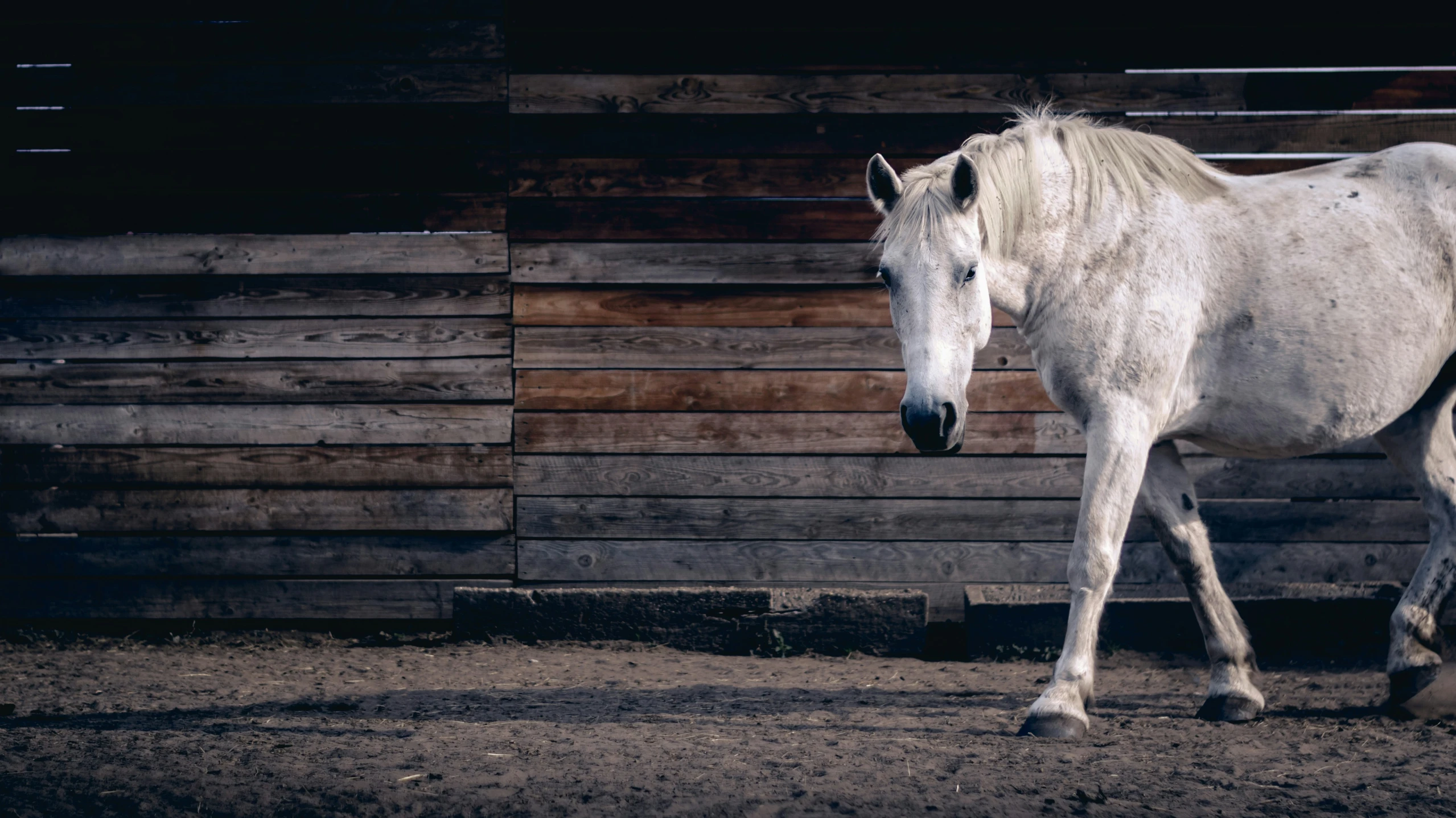 there is a horse walking inside an stall