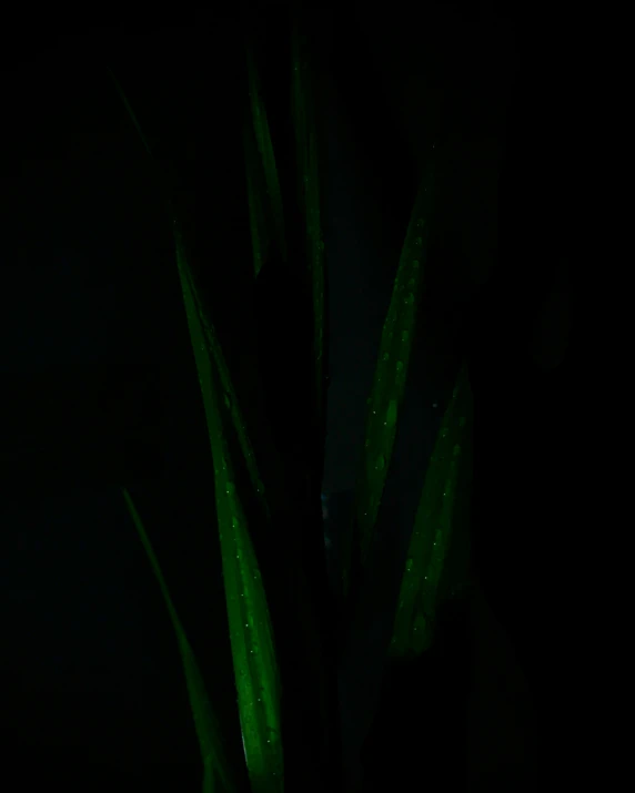 two green stems covered in water droplets