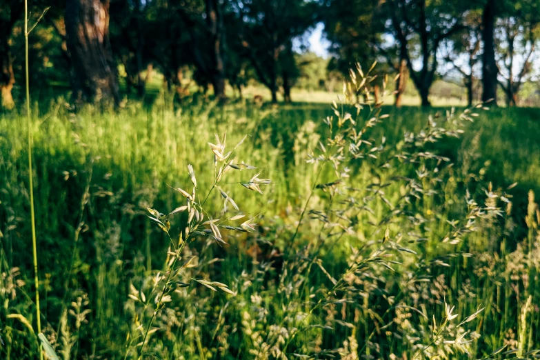 a group of bushes on the edge of a field