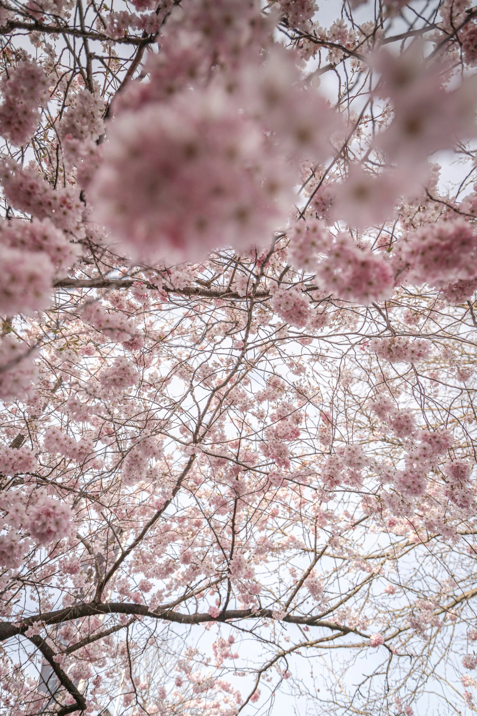 the cherry blossoms are blooming everywhere over the bench