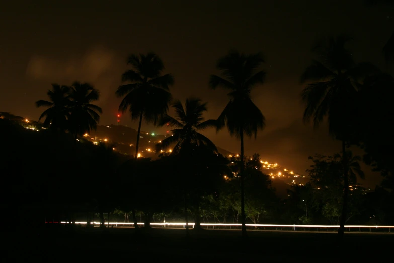 palm trees are lit up in the dark