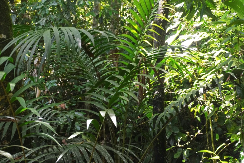 a tropical forest filled with lots of green foliage