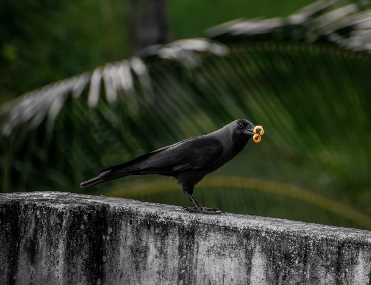 a black bird on a concrete wall with a piece of fruit in its mouth