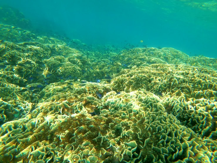 underwater view of a bunch of colorful coral reef