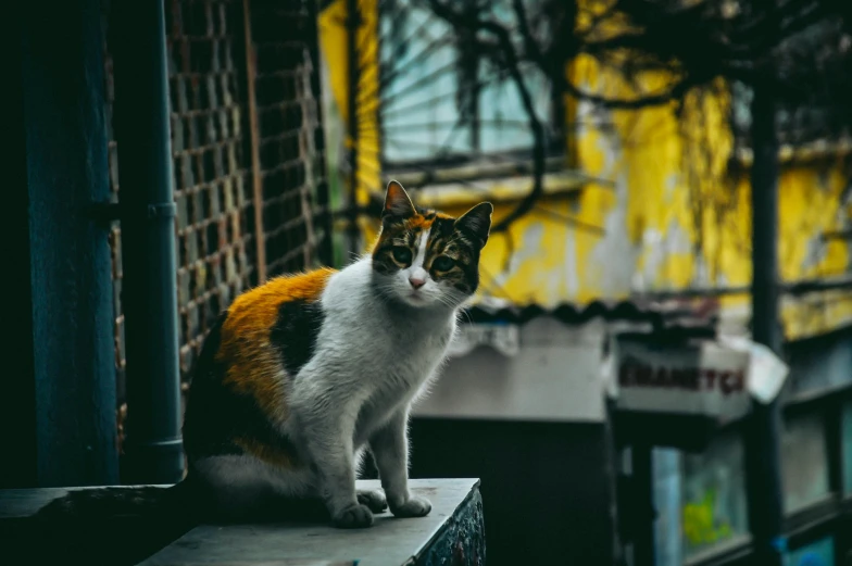 a cat sits on a concrete ledge outside