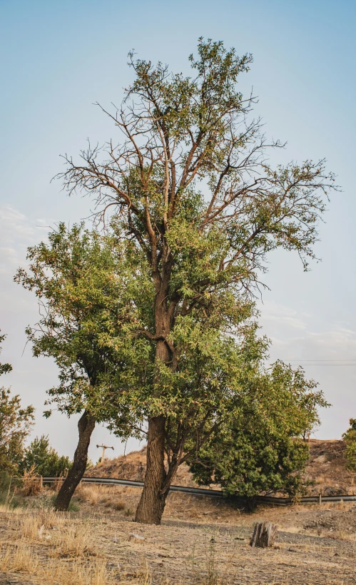 an animal grazing in a field next to a tree