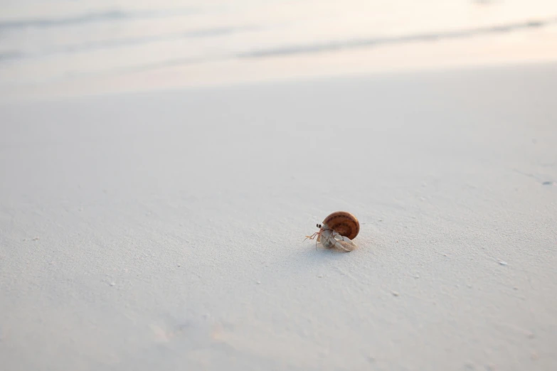 a shell is on the beach of white sand