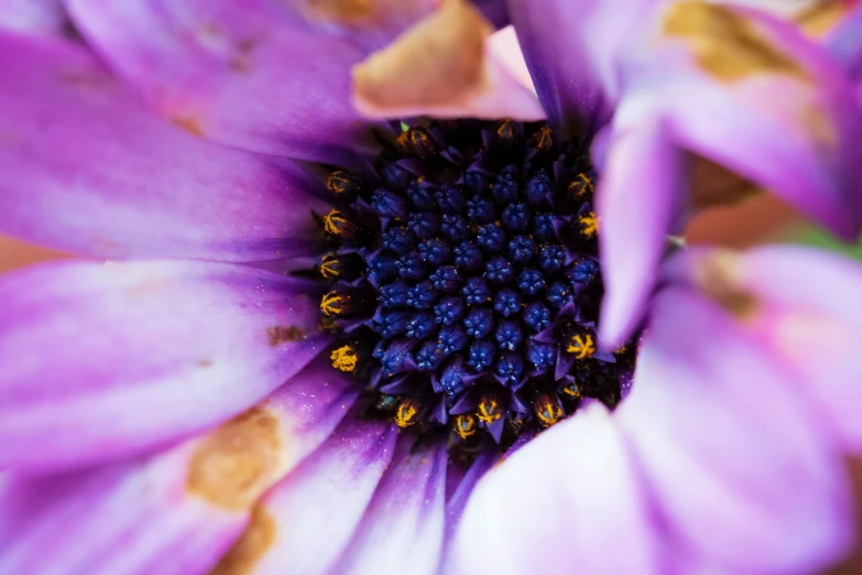 some pretty blue and purple flowers