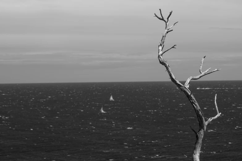 a tree with no leaves in front of the ocean