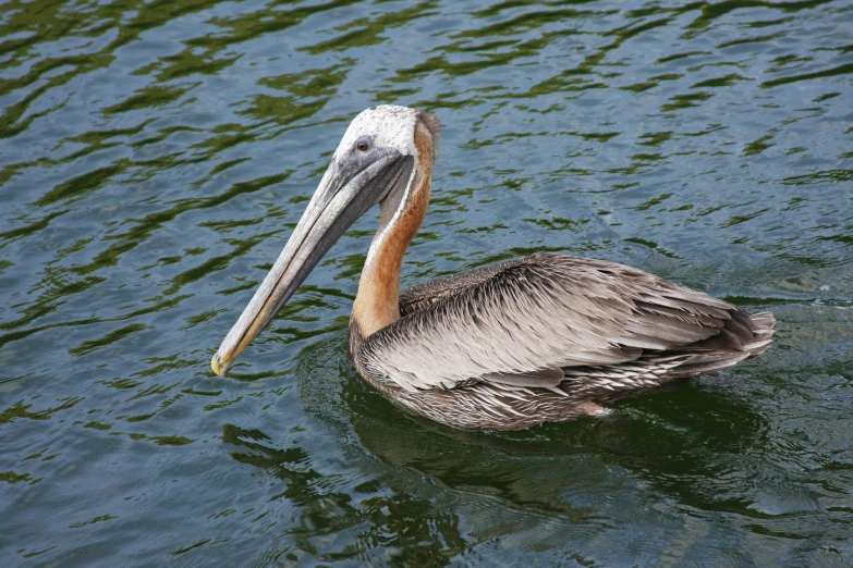 a large bird is floating in the water