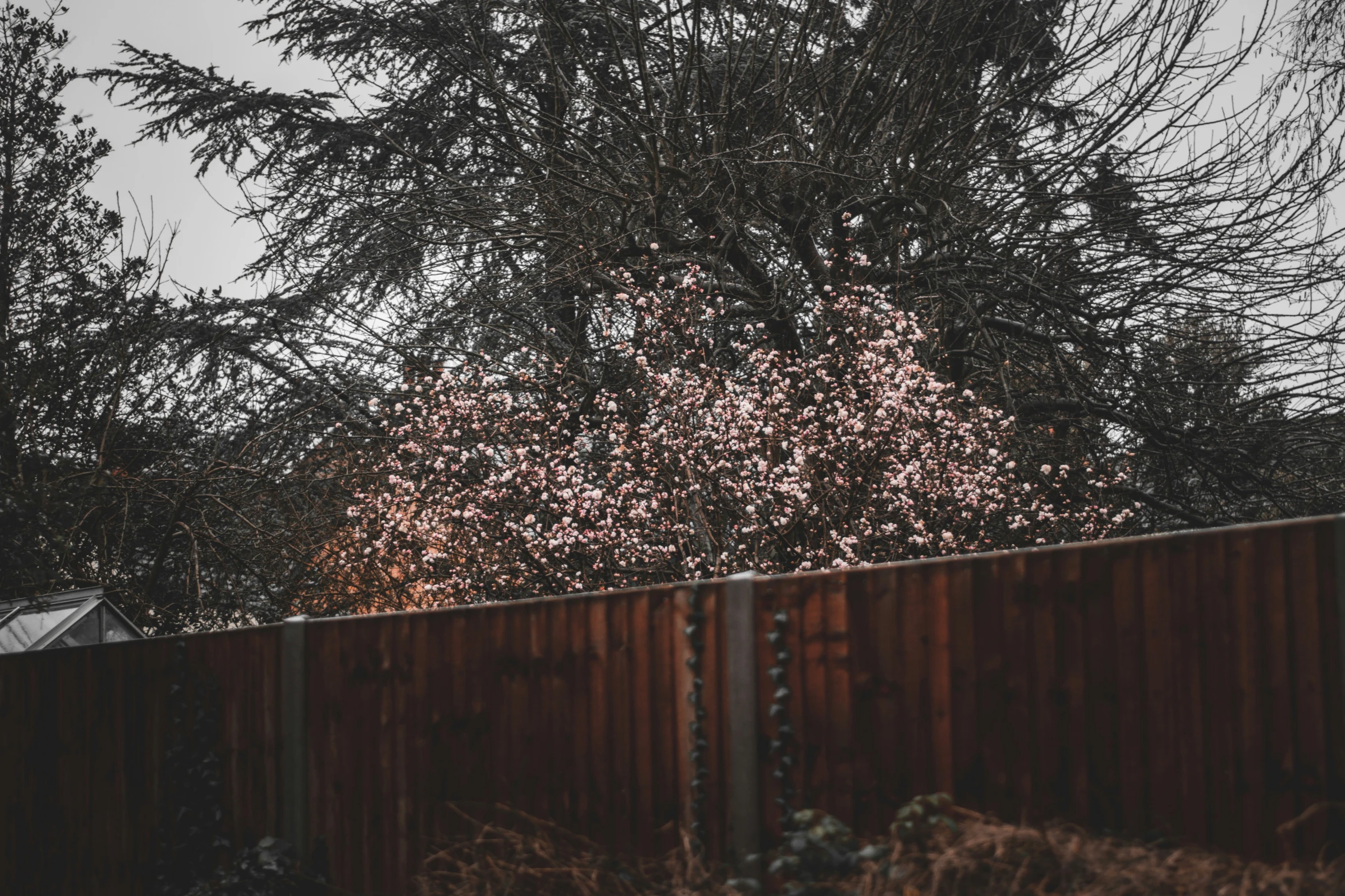 a large tree near a wooden fence in the snow