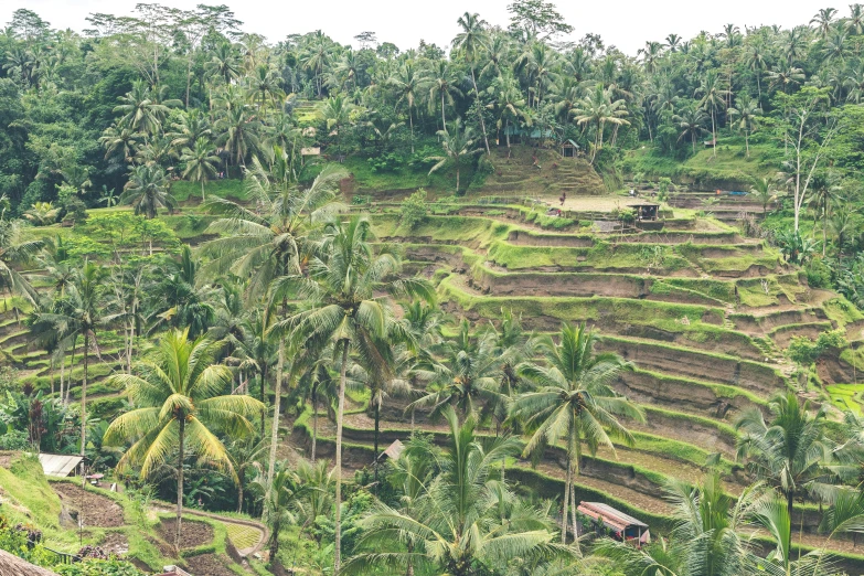 a small mountain side with many trees on each side