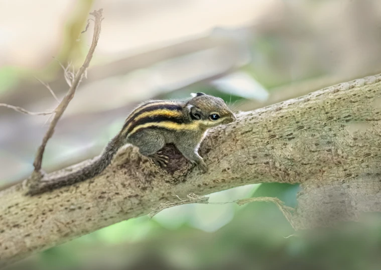 small striped bird sitting on the nch of a tree