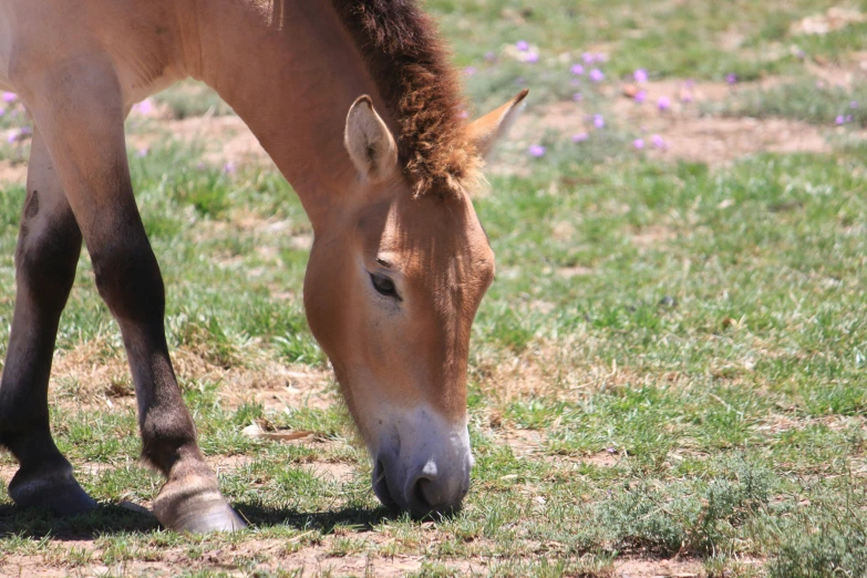 a horse grazing in the grass with wild flowers behind it