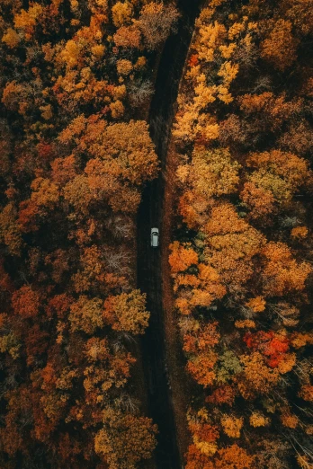 the top view of an area with lots of trees in autumn