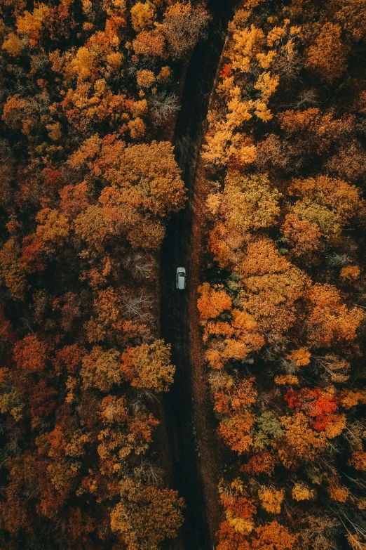 the top view of an area with lots of trees in autumn