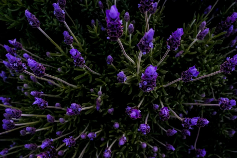 the view of purple flowers looking down from above