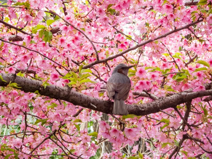 a bird is sitting on a tree nch surrounded by pink flowers