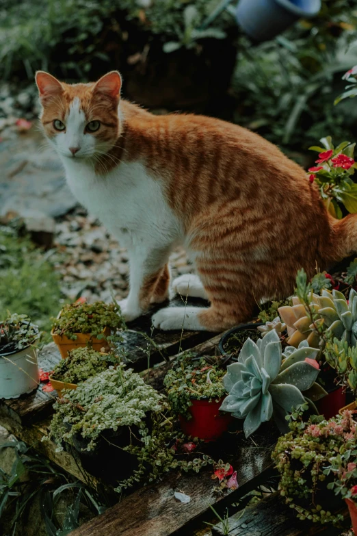 a cat sits on a table with many plants