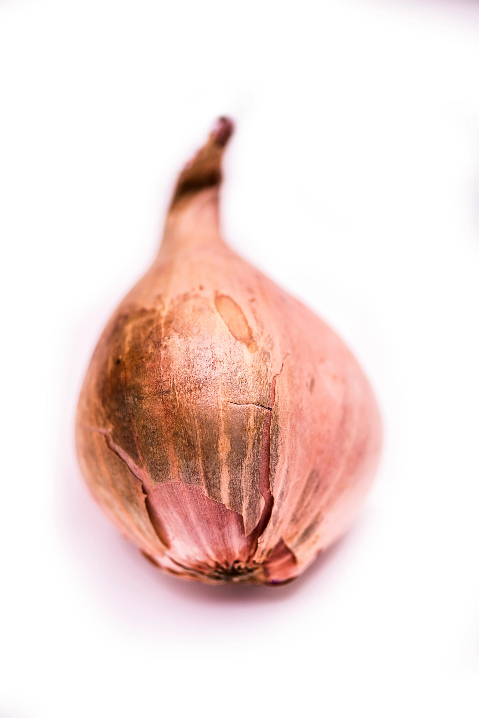 a close up of a onion on a white background