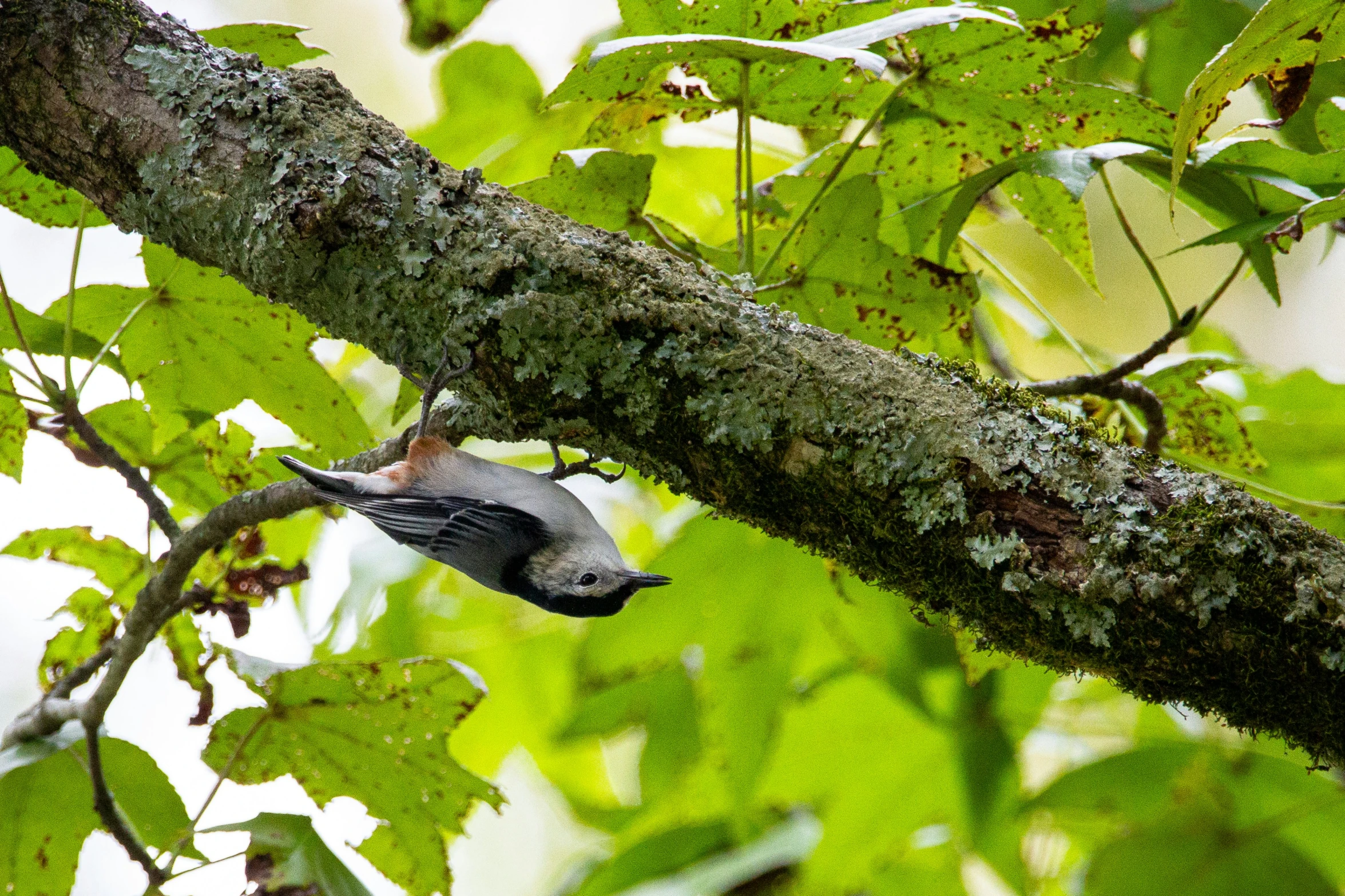 there is a bird perched on the tree nch