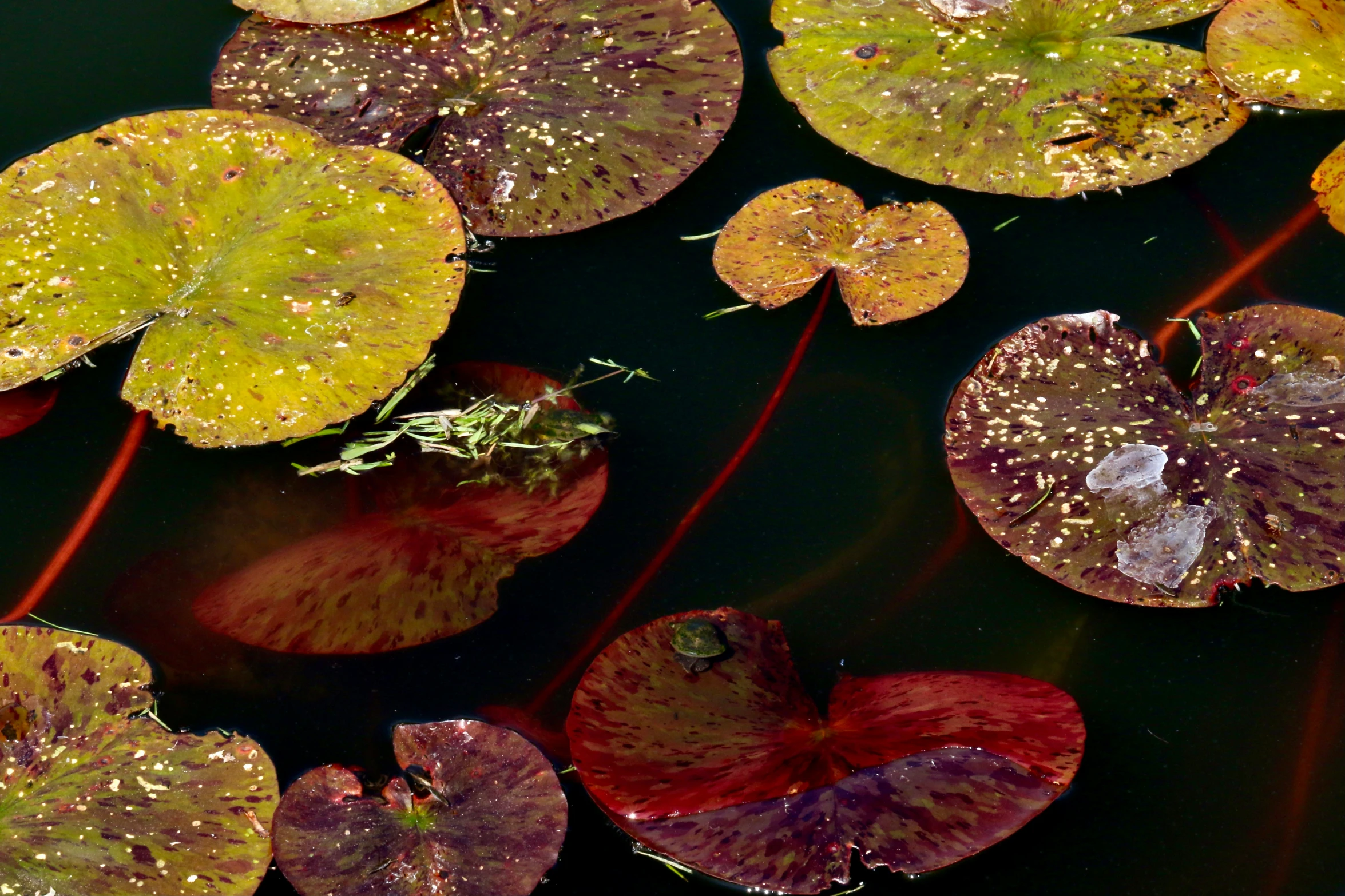 a pond with some small flowers floating on top of it