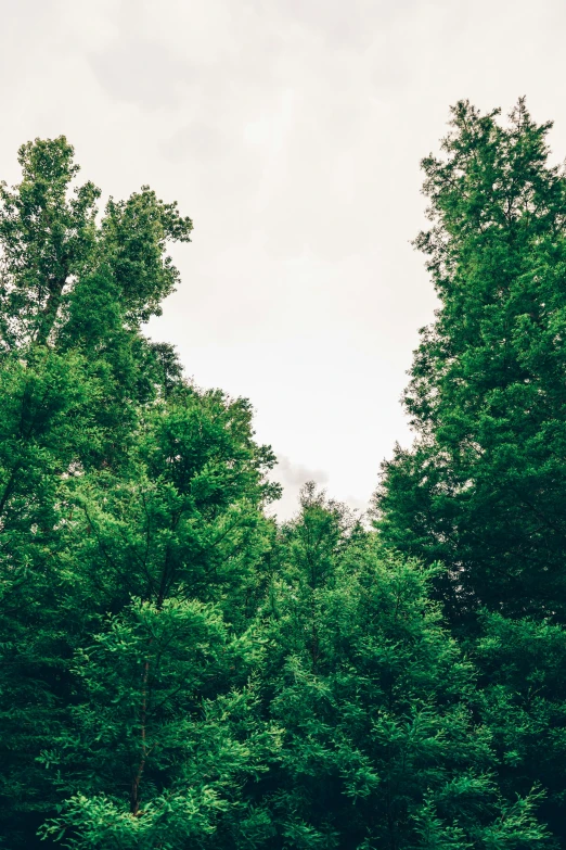 the sky is very cloudy above some green trees