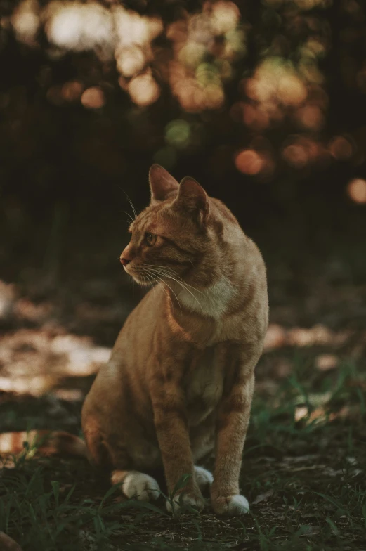 a large brown cat is sitting in the grass