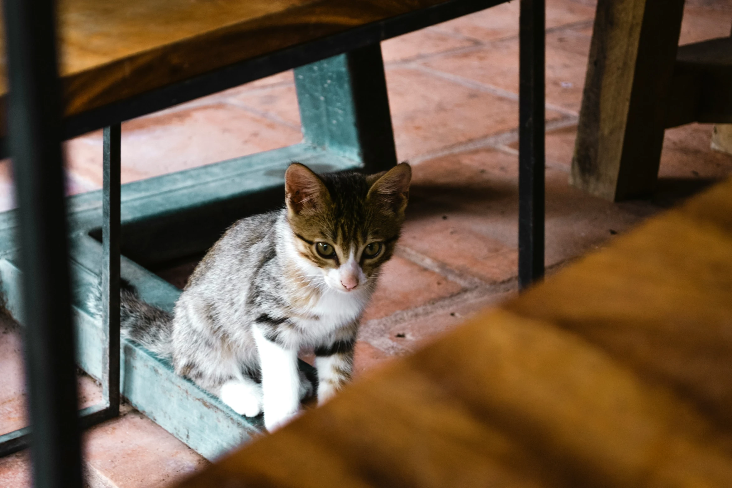 a cat sitting on top of a wooden crate