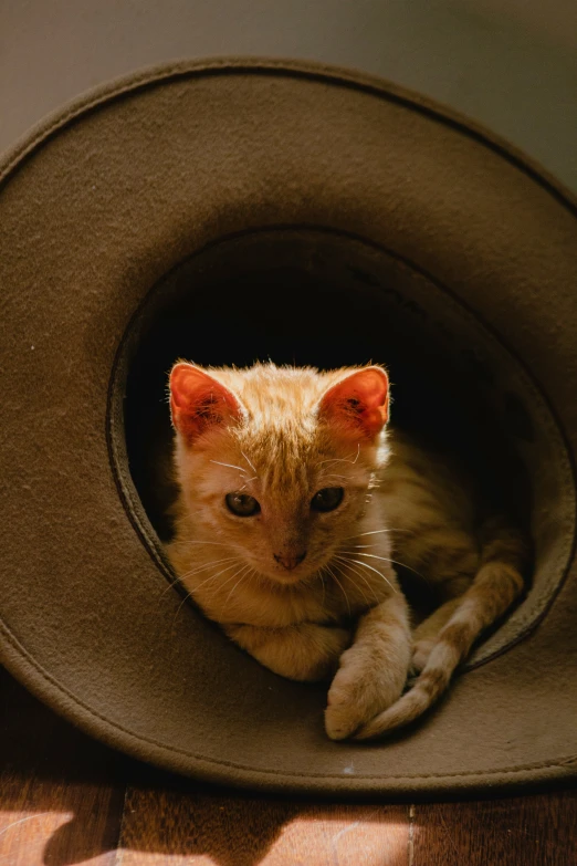 a cat sitting inside of a hat on top of a table