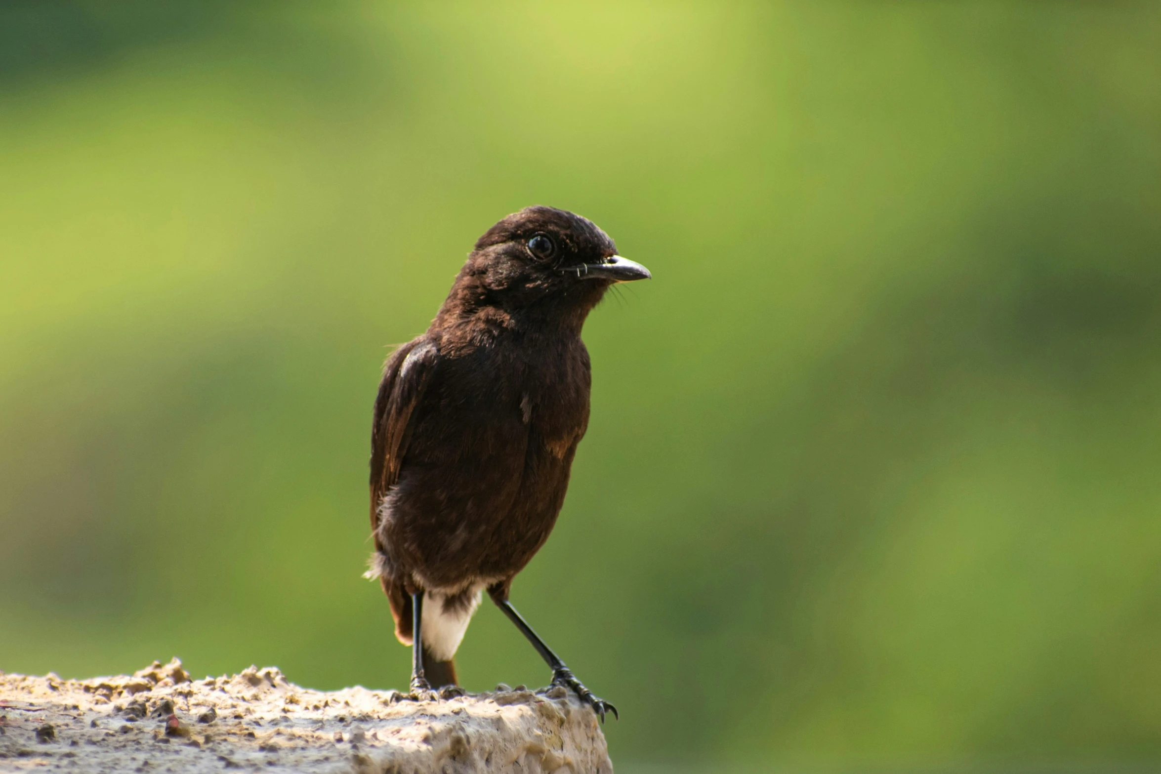 the bird has brown feathers and is perched on a ledge