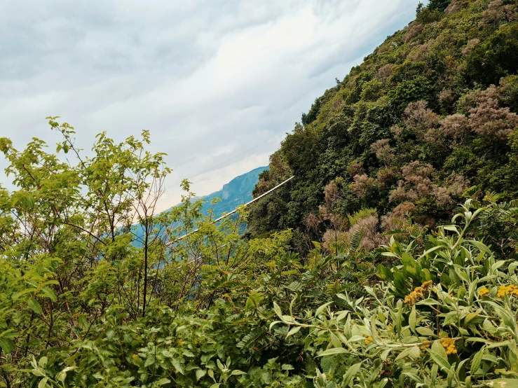 some trees and bushes near a hill on the side of the road