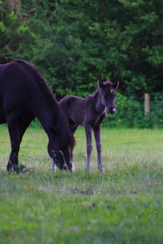 there are two horses that are standing together in the grass