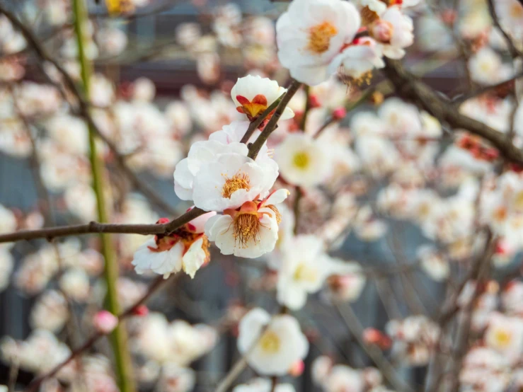 the nch of an asian blossoming tree with white and red flowers