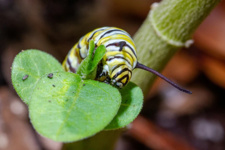 the monarch caterpillar is a green and yellow color