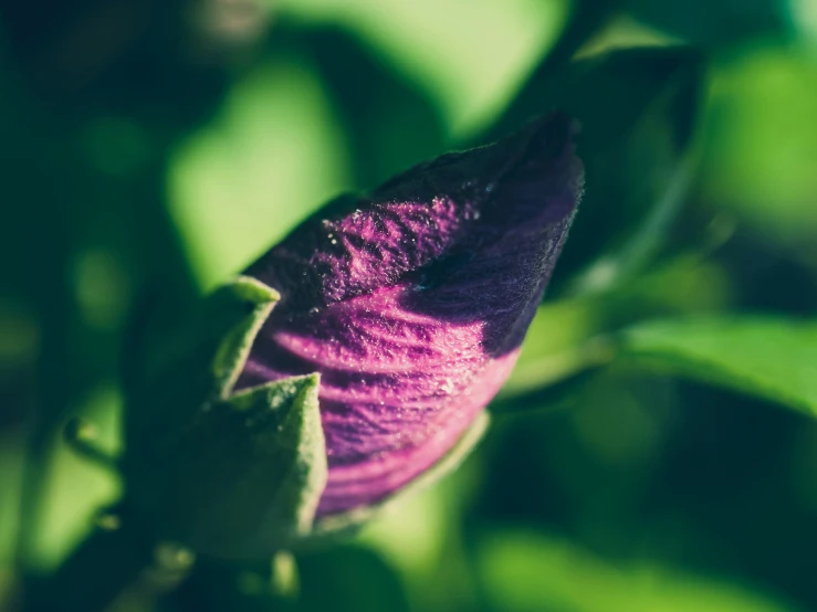 a close up image of a purple flower that has petals