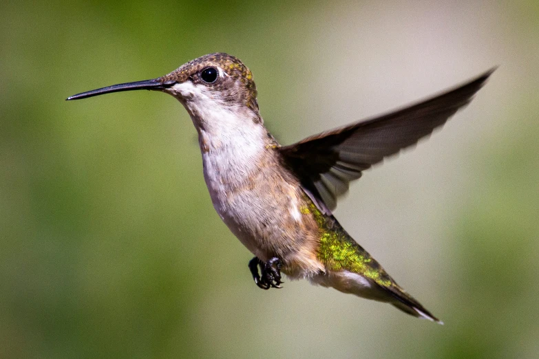 there is a humming bird that is flying in the air