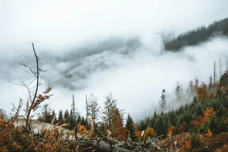 a scenic forest with mist rolling in the background