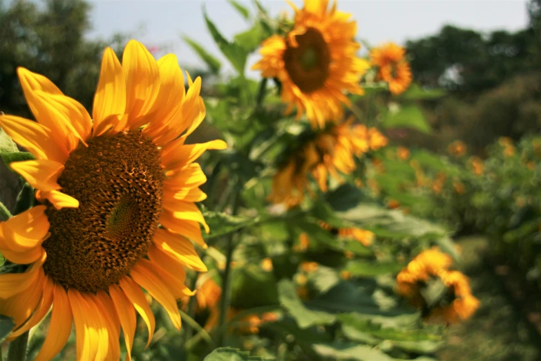 sunflowers are blooming at this small garden