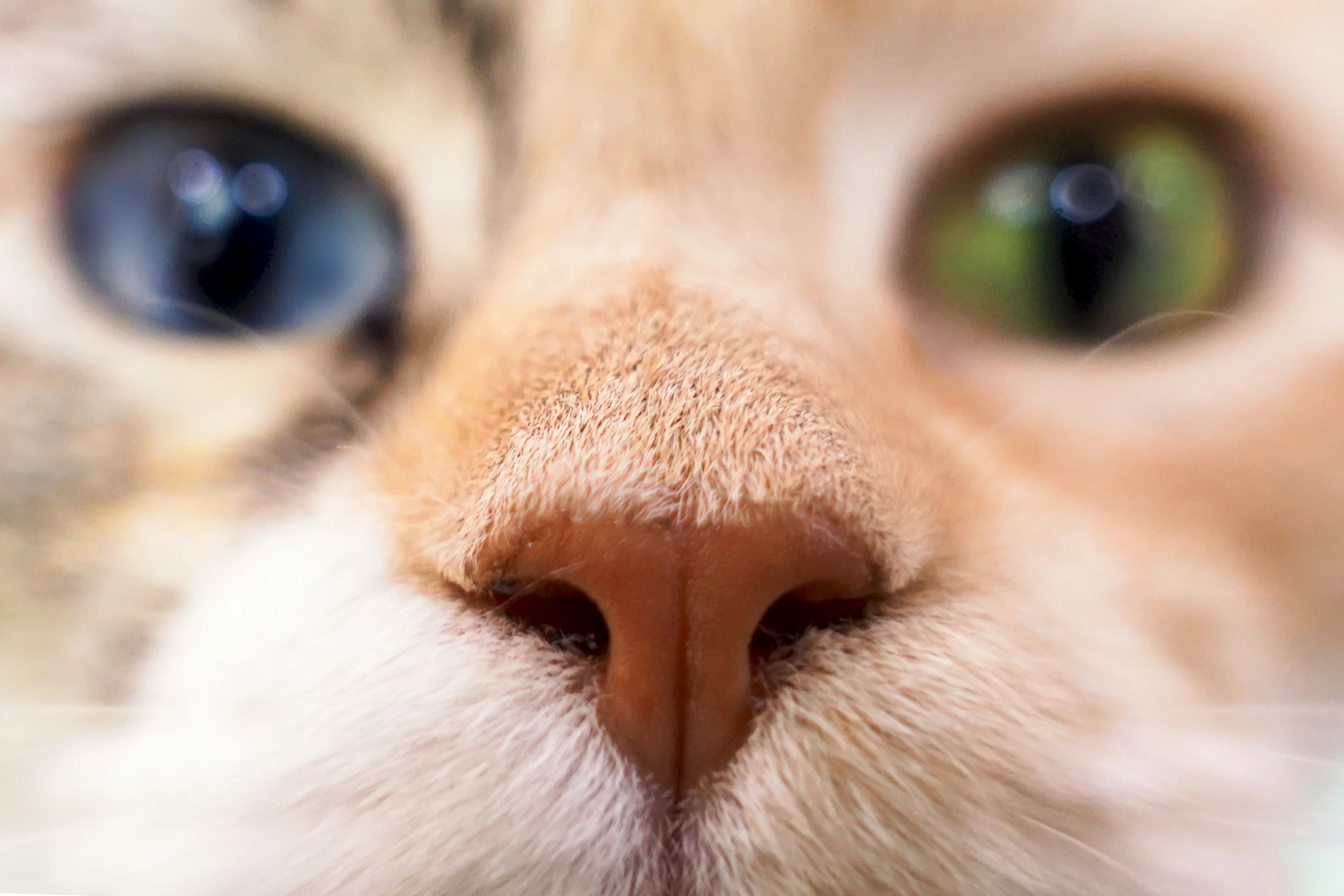 close up po of an orange cat's face