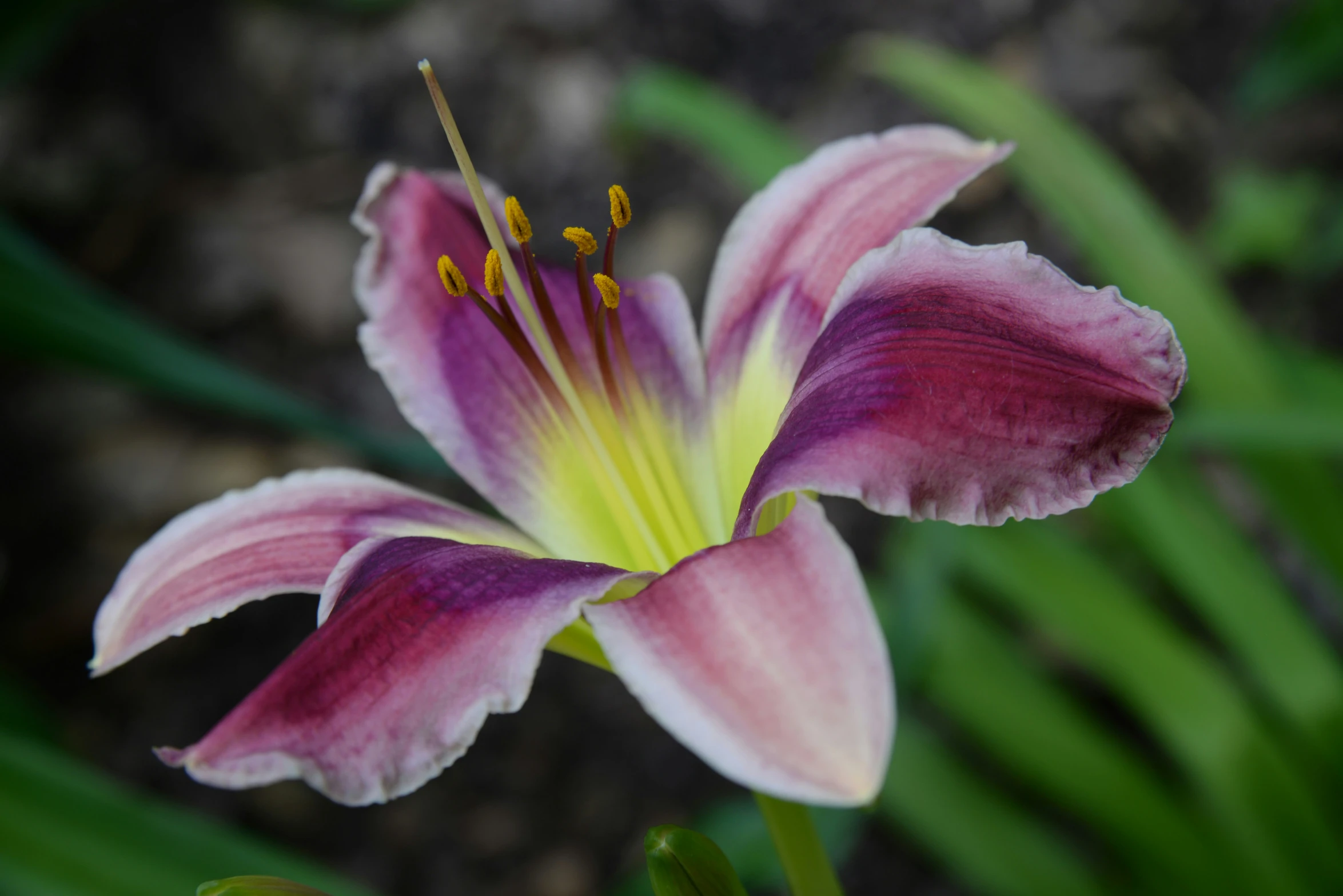 a purple flower in bloom with green leaves