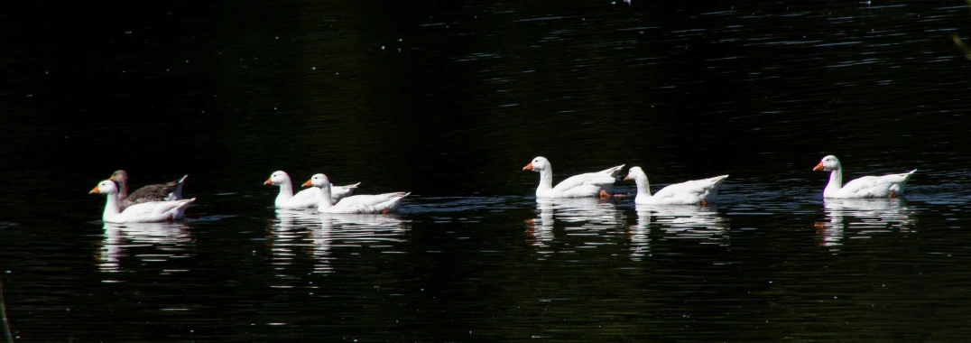 four white and gray ducks on a lake