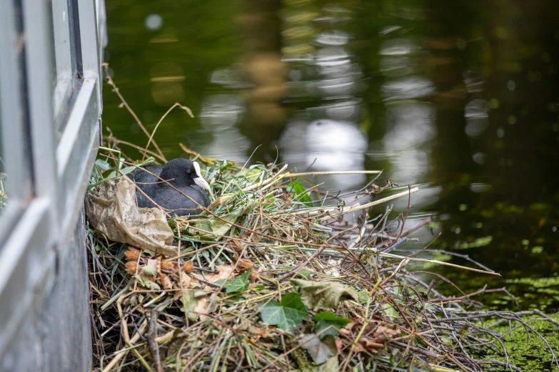 a bird laying in the grass near a body of water