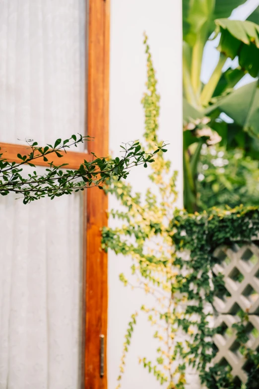 a vine with long, green leaves growing on it is next to a white curtain