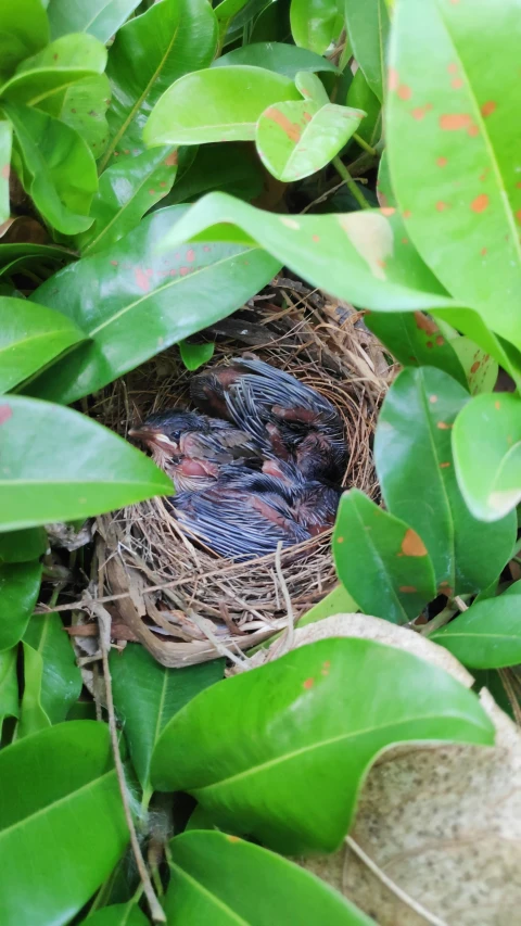 three little birds in their nest in the leafy green bush